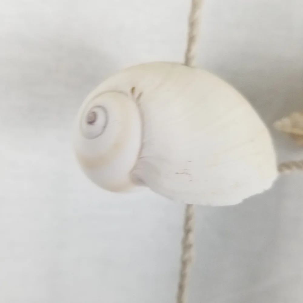 Neutral Shell and Driftwood Hanging Wall Decor